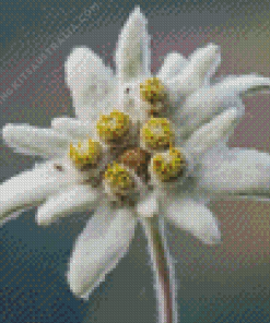 White Edelweiss Flowers Diamond Painting