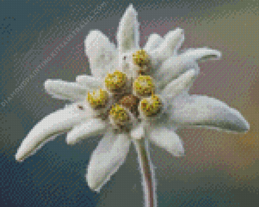 White Edelweiss Flowers Diamond Painting