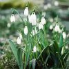 White Snowdrops Flower Diamond Painting