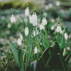 White Snowdrops Flower Diamond Painting