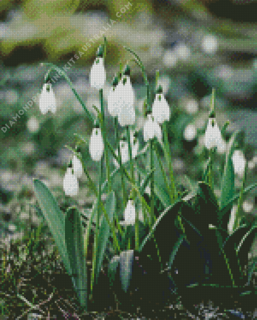 White Snowdrops Flower Diamond Painting