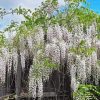 White Wisteria Diamond Painting