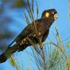 Yellow Tailed Black Cockatoo Birds Diamond Painting