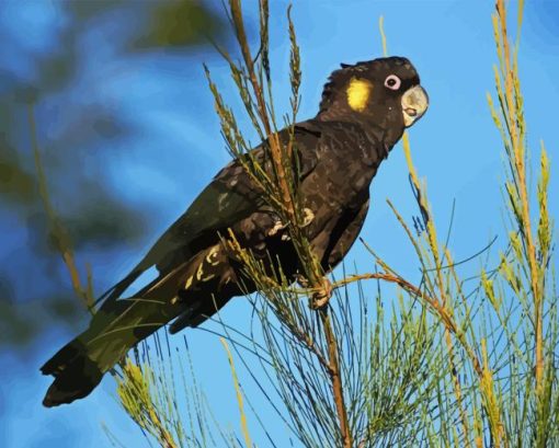 Yellow Tailed Black Cockatoo Birds Diamond Painting