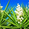 Yucca Flowers Diamond Painting