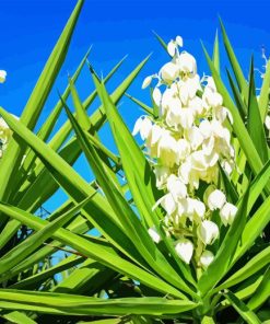 Yucca Flowers Diamond Painting