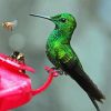 Bee And Humming Bird Diamond Painting