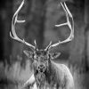 Black And White Elk Diamond Painting