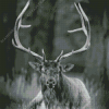 Black And White Elk Diamond Painting