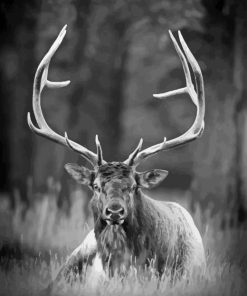 Black And White Elk Diamond Painting