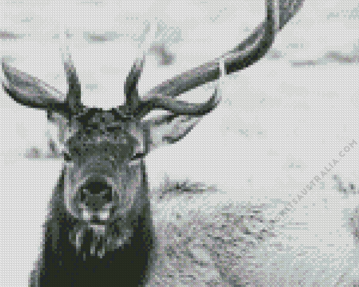 Close Up Elk Diamond Painting