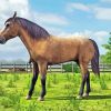 Domestic Horse Diamond Painting