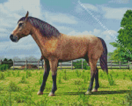 Domestic Horse Diamond Painting