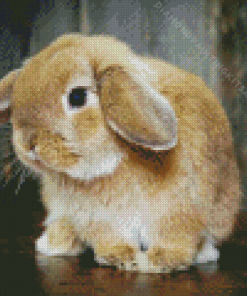 Holland Lop Diamond Painting