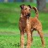 Irish Terrier Dog Diamond Painting