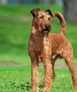 Irish Terrier Dog Diamond Painting