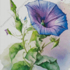 Morning Glory Diamond Painting