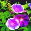 Morning Glory Flowers Diamond Painting