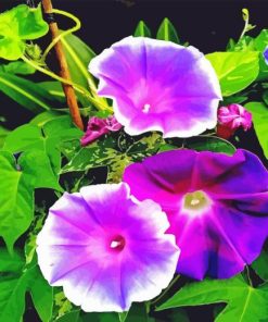 Morning Glory Flowers Diamond Painting