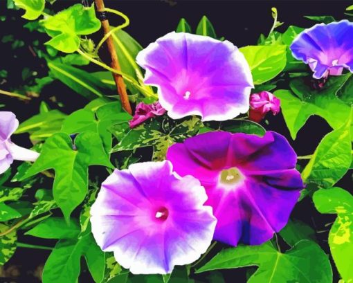 Morning Glory Flowers Diamond Painting