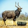 Nyala Animal Diamond Painting