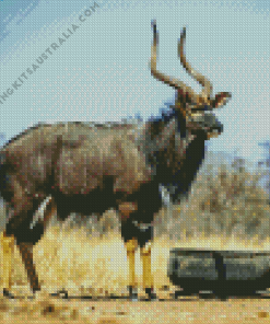 Nyala Animal Diamond Painting