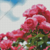 Pink Roses In Garden Diamond Painting