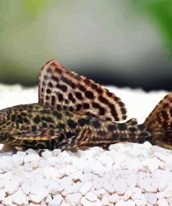 Pleco Diamond Painting