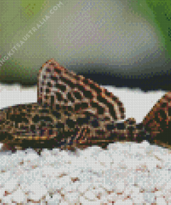 Pleco Diamond Painting