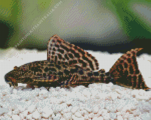 Pleco Diamond Painting