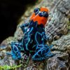 Poison Dart Frogs Diamond Painting