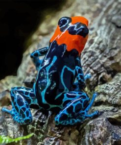 Poison Dart Frogs Diamond Painting