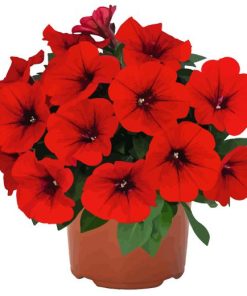 Red Petunia Diamond Painting