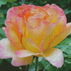 Rosa Peace Flower Diamond Painting