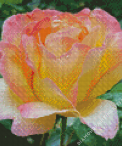 Rosa Peace Flower Diamond Painting