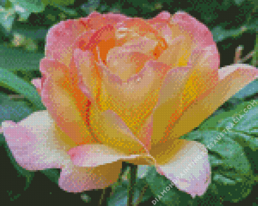 Rosa Peace Flower Diamond Painting