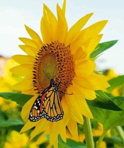 Sunflower Butterfly Diamond Painting