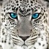 Wild Blue Eyes Jaguar Diamond Painting