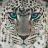 Wild Blue Eyes Jaguar Diamond Painting