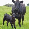 Angus Cow And Calf Diamond Painting