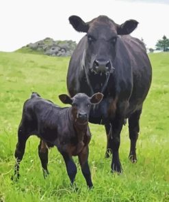 Angus Cow And Calf Diamond Painting