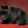 Black Persian Cat Diamond Painting