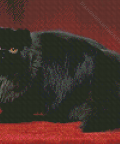 Black Persian Cat Diamond Painting