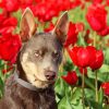 Brown Dog In Tulips Field Diamond Painting