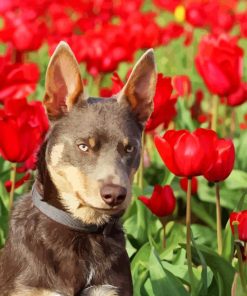 Brown Dog In Tulips Field Diamond Painting