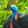 Cassowary Diamond Painting