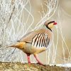 Chukar Diamond Painting