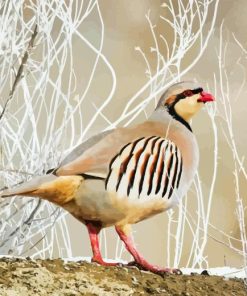 Chukar Diamond Painting