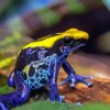 Dart Frogs Diamond Painting