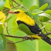 Golden Oriole Diamond Painting